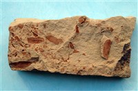 藏品(植物化石)的圖片